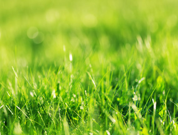 Terre Active® Vegenap® Terre-fertile® Standard