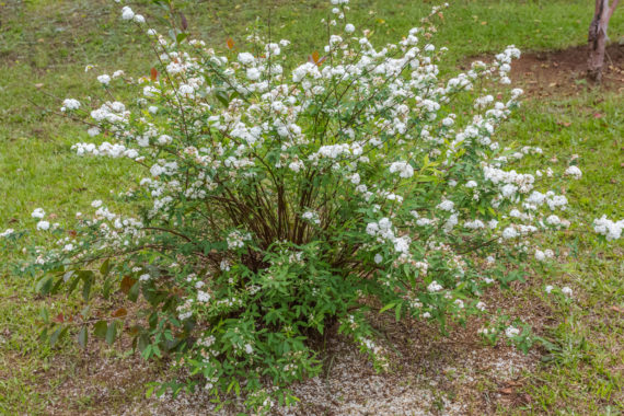 Terre Active® Vegenap® Terre-fertile® Premium