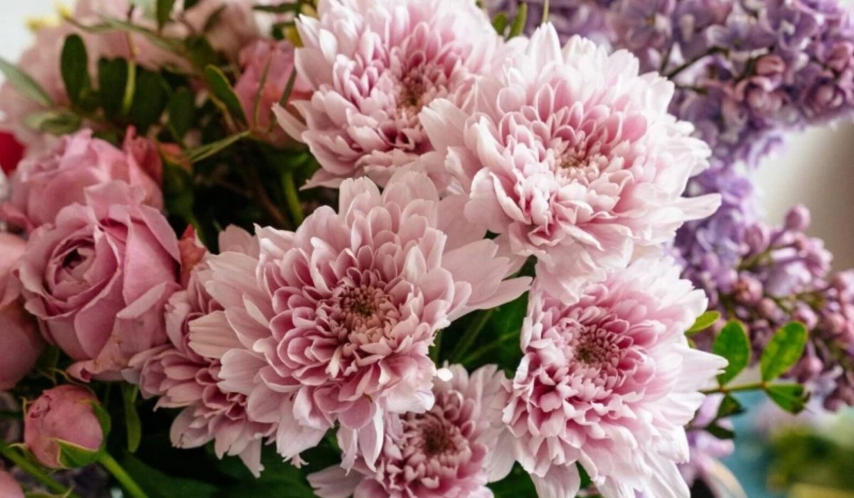 Fourniture de substrats fertiles issus du procédé TerraGenese®