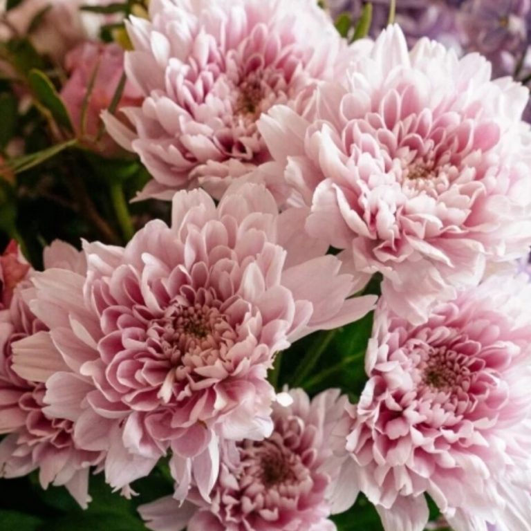 Fourniture de substrats fertiles issus du procédé TerraGenese®