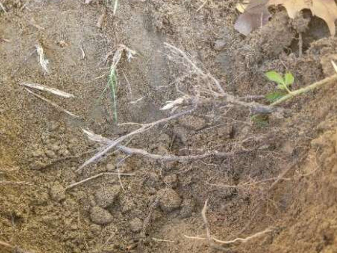 Travaux de végétalisation piste des géants et forum sur opération Toulouse Aérospace